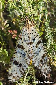Attēlu rezultāti vaicājumam “Myrmeleontidae imago”