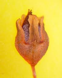 Attēlu rezultāti vaicājumam “Polygonum aviculare flower”