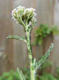 Attēlu rezultāti vaicājumam “Macrosiphoniella millefolii”