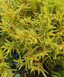 Attēlu rezultāti vaicājumam “Hamatocaulis vernicosus”