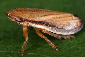 Attēlu rezultāti vaicājumam “Neophilaenus lineatus”