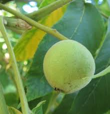 Attēlu rezultāti vaicājumam “Juglans cinerea”