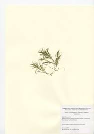 Attēlu rezultāti vaicājumam “Najadaceae”