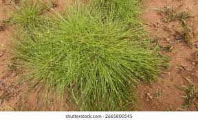 Attēlu rezultāti vaicājumam “Carex arenaria  fruit”