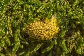 Attēlu rezultāti vaicājumam “Physaraceae”