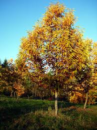 Attēlu rezultāti vaicājumam “Castanea sativa”