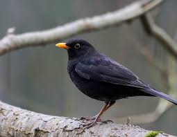 Attēlu rezultāti vaicājumam “Turdus merula male”