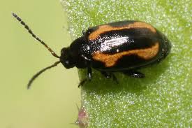 Attēlu rezultāti vaicājumam “Phyllotreta sp.”