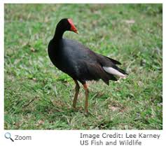 Attēlu rezultāti vaicājumam “Gallinula chloropus”
