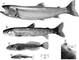 Image result for Mylopharodon conocephalus