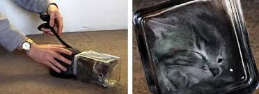 Kuvahaun tulos haulle bonsaikitten