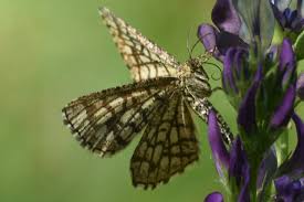 Attēlu rezultāti vaicājumam “Chiasmia clathrata”
