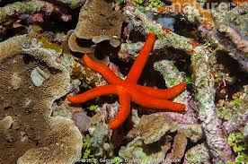 Image result for Raja asterias