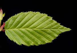 Attēlu rezultāti vaicājumam “Carpinus betulus leaf”