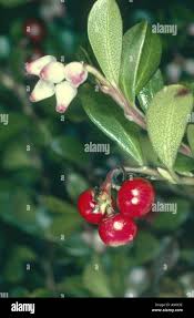 Attēlu rezultāti vaicājumam “Arctostaphylos uva-ursi fruit”