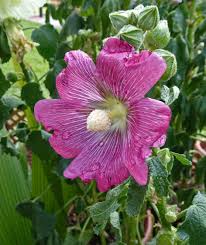 Image result for Alcea (althaea) rosea