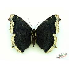 Attēlu rezultāti vaicājumam “Nymphalis antiopa underside”