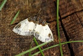 Attēlu rezultāti vaicājumam “Mesoleuca albicillata”