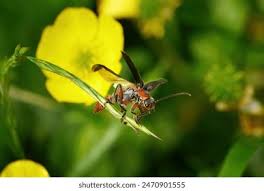 Attēlu rezultāti vaicājumam “Cantharis rustica imago”