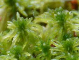 Attēlu rezultāti vaicājumam “Sphagnum tenellum”