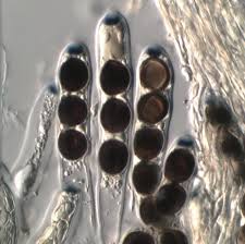 Attēlu rezultāti vaicājumam “Biscogniauxia marginata”