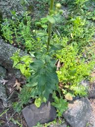 Attēlu rezultāti vaicājumam “Hieracium umbellatum bud”