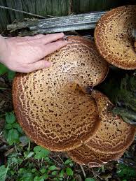 Attēlu rezultāti vaicājumam “Polyporus squamosus”