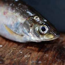 Image result for Coregonus artedi