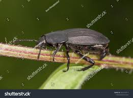 Attēlu rezultāti vaicājumam “Silpha obscura larva”