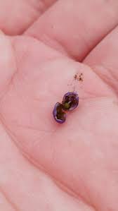 Attēlu rezultāti vaicājumam “Ochropsora ariae spores”