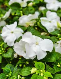 Image result for Impatiens walleriana