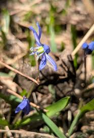 Attēlu rezultāti vaicājumam “Scilla siberica flower”