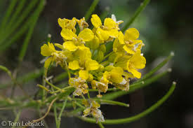 Attēlu rezultāti vaicājumam “Sisymbrium loeselii flower”