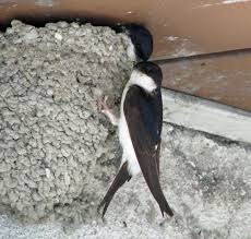 Attēlu rezultāti vaicājumam “Delichon urbicum nest”