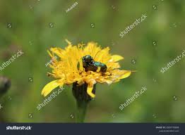 Attēlu rezultāti vaicājumam “Cryptocephalus aureolus, Cryptocephalus sericeus”