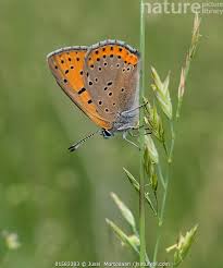 Attēlu rezultāti vaicājumam “Lycaena hippothoe”