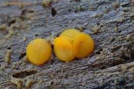 Attēlu rezultāti vaicājumam “Miladina lecithina”