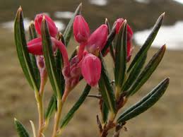 Attēlu rezultāti vaicājumam “Andromeda polifolia bud”