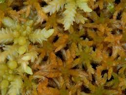 Attēlu rezultāti vaicājumam “Sphagnum contortum”