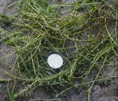 Attēlu rezultāti vaicājumam “Hydrilla verticillata”