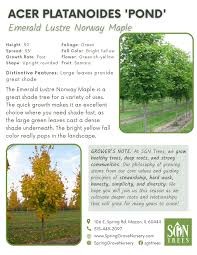 Attēlu rezultāti vaicājumam “Acer platanoides fruit”