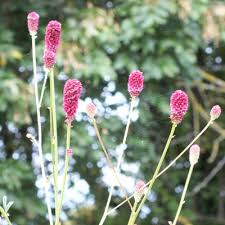 Attēlu rezultāti vaicājumam “Sanguisorba officinalis leaf”