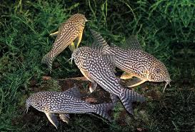 Image result for fish corydoras