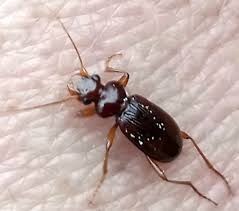 Attēlu rezultāti vaicājumam “Leistus ferrugineus”