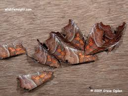 Attēlu rezultāti vaicājumam “Scoliopteryx libatrix”