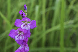 Attēlu rezultāti vaicājumam “Gladiolus imbricatus flower”