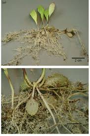 Image result for Utricularia