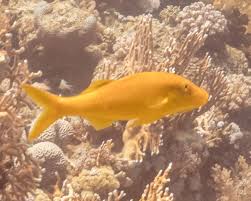 Image result for Parupeneus cyclostomus