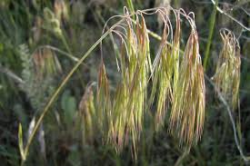 Attēlu rezultāti vaicājumam “Anisantha tectorum”