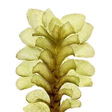 Attēlu rezultāti vaicājumam “Scapania lingulata”